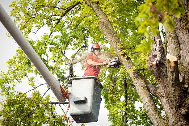 How Our Tree Care Process Works  in  Pana, IL